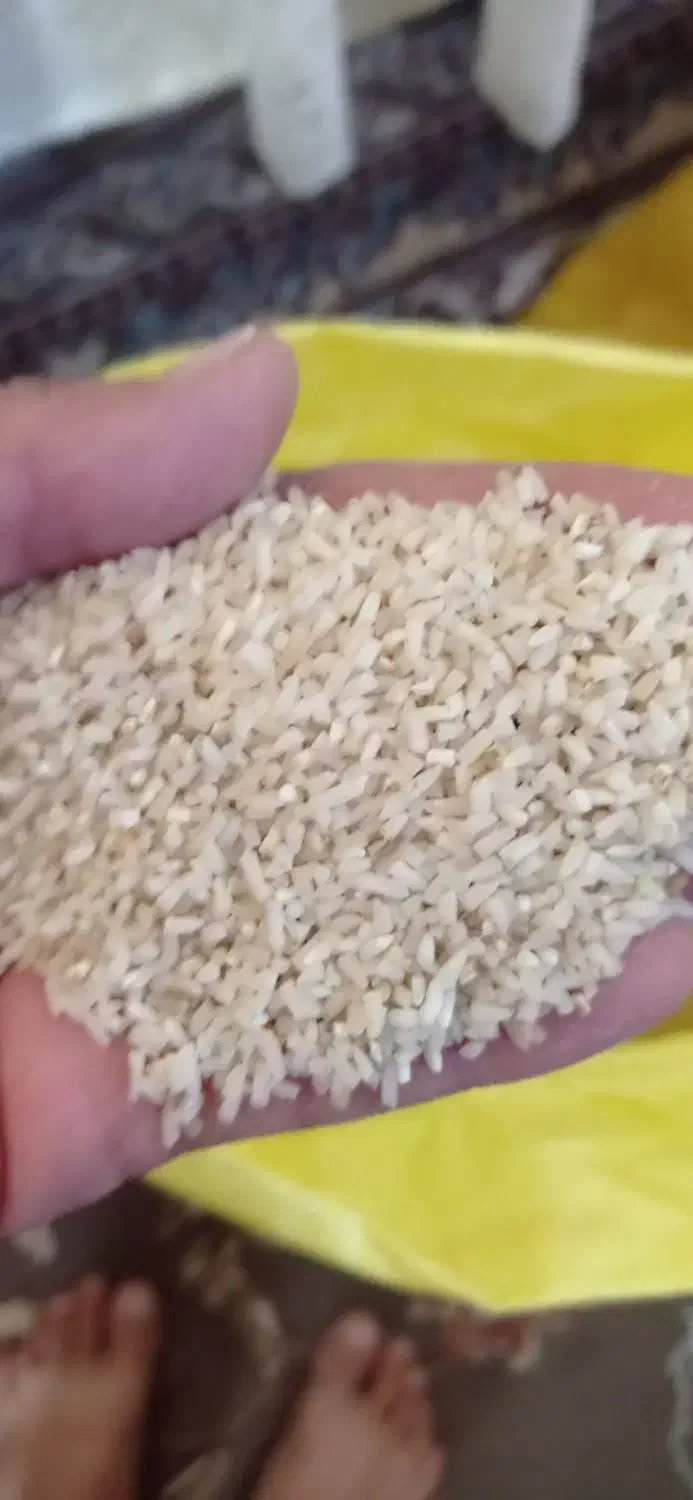 گردو وبرنج کلات|خوردنی و آشامیدنی|تربت‌حیدریه, نواب صفوی|دیوار