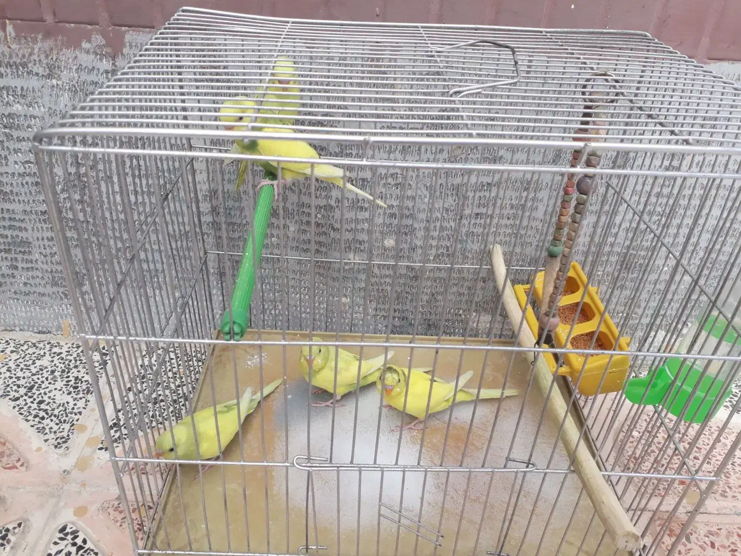 مرغ عشق|پرنده|محمدیه-قزوین, |دیوار