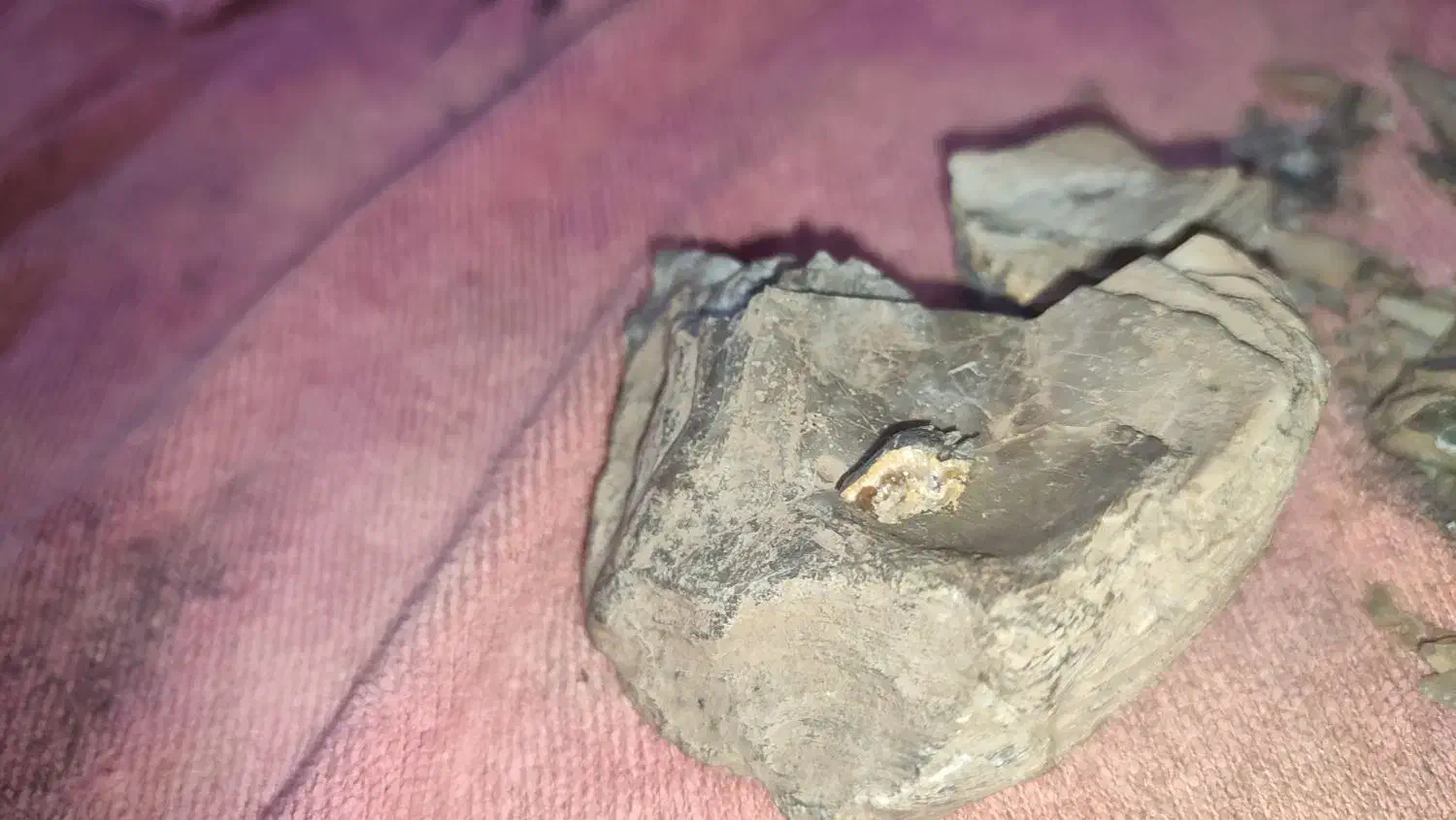 فسیل قدیمی|کلکسیون اشیاء عتیقه|ایلام, |دیوار