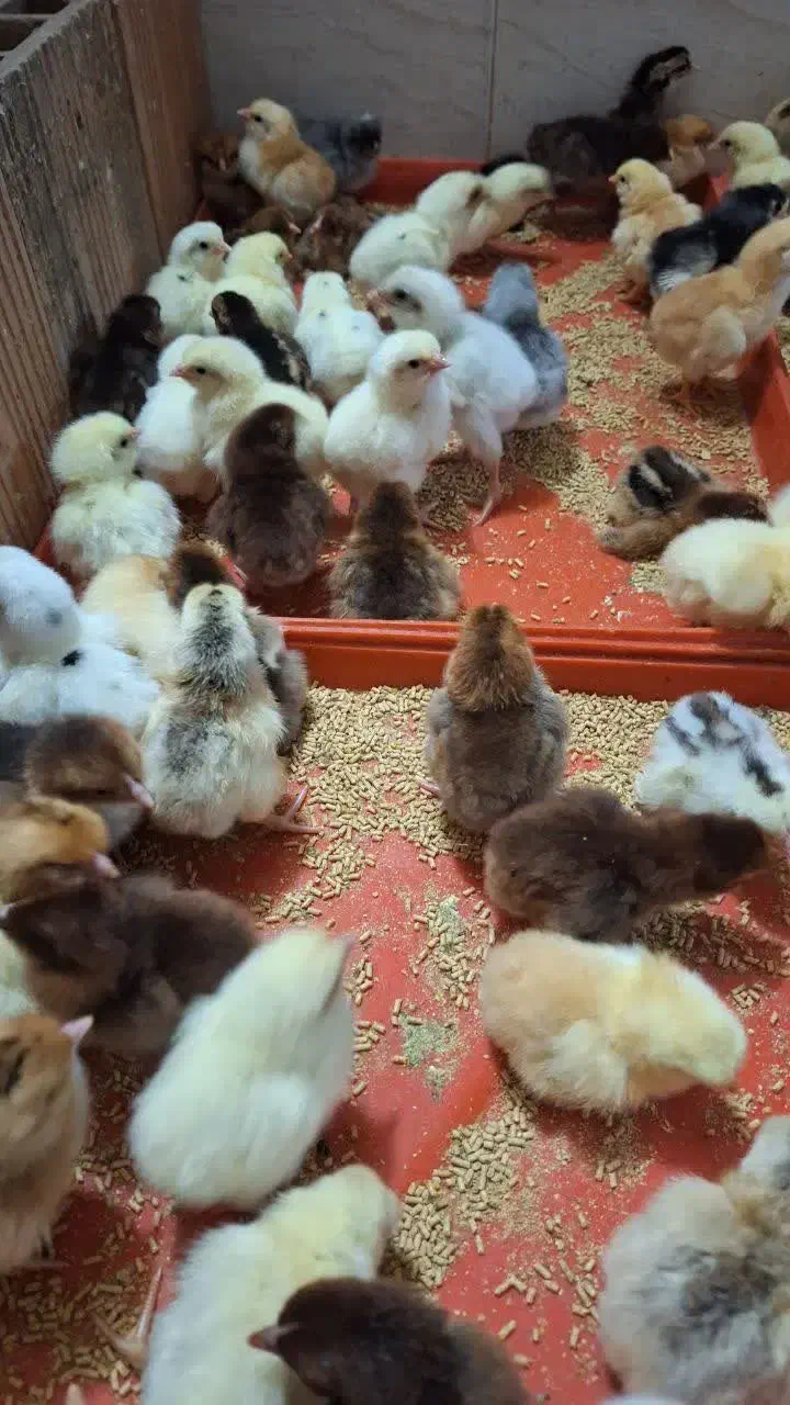 جوجه مرغ تایلندی|حیوانات مزرعه|بهشهر, |دیوار