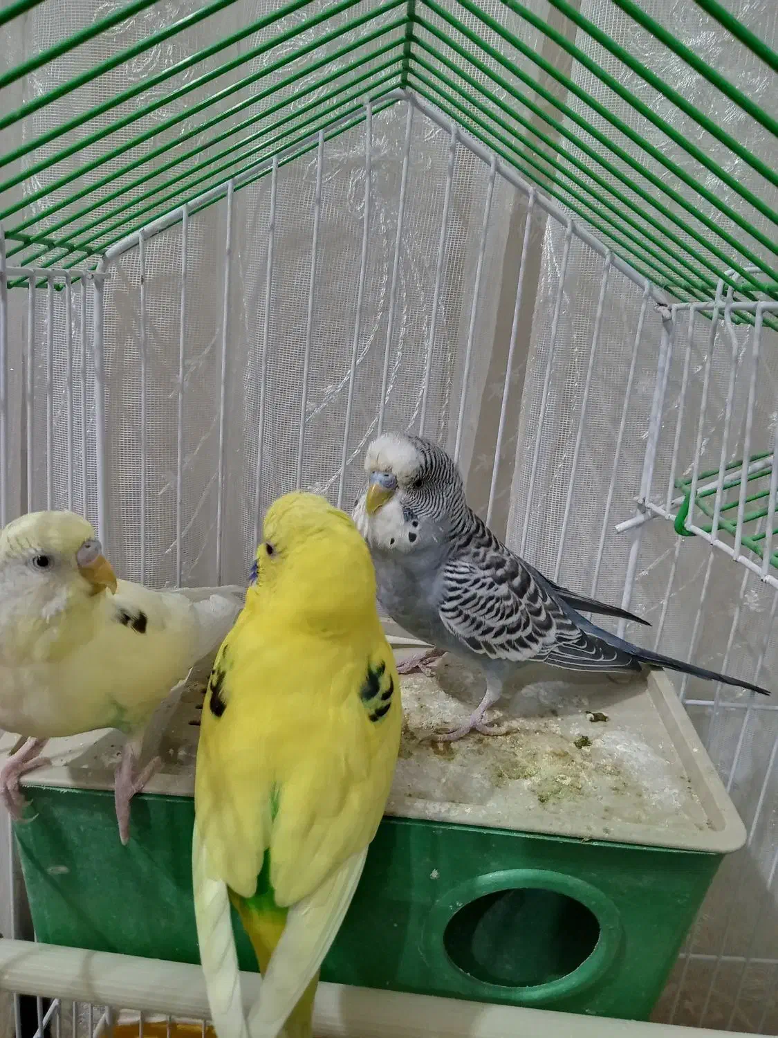 مرغ عشق|پرنده|سنندج, |دیوار