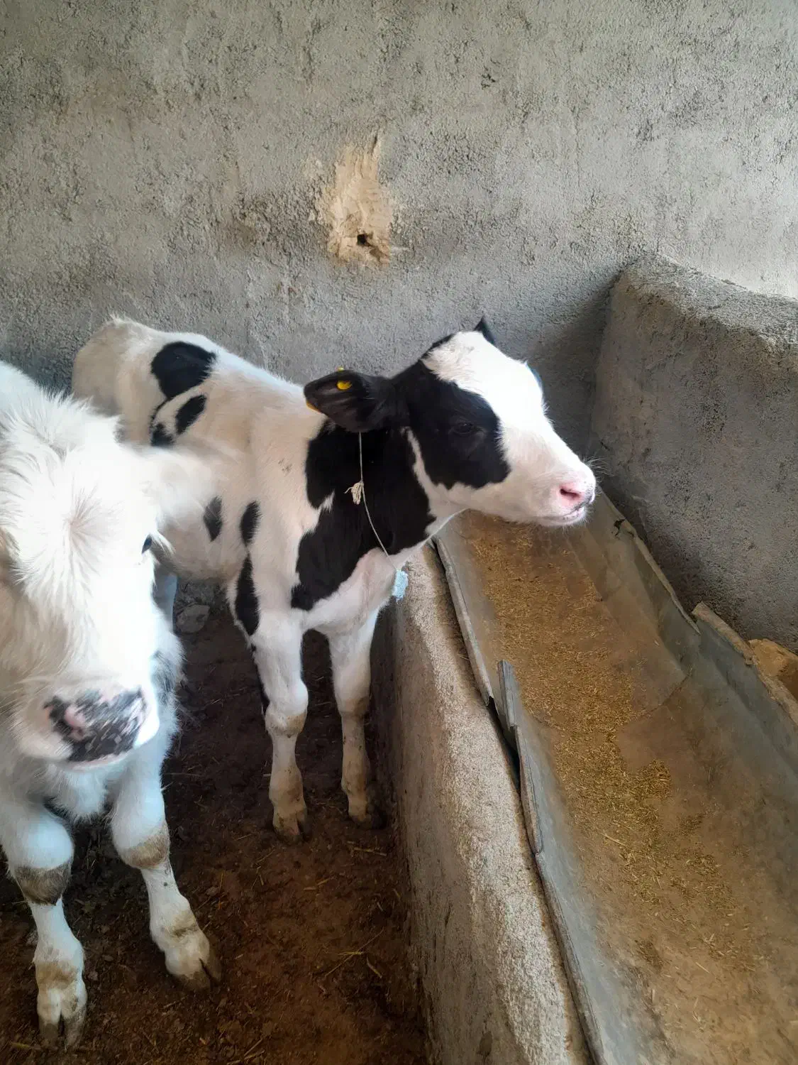 گوساله نر سیاه سفید|حیوانات مزرعه|قوچان, |دیوار