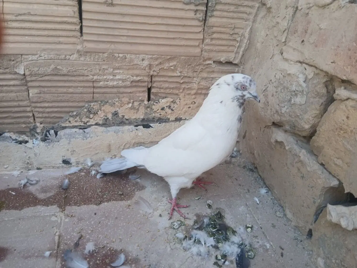 کفتر|پرنده|قم, هفت تیر|دیوار