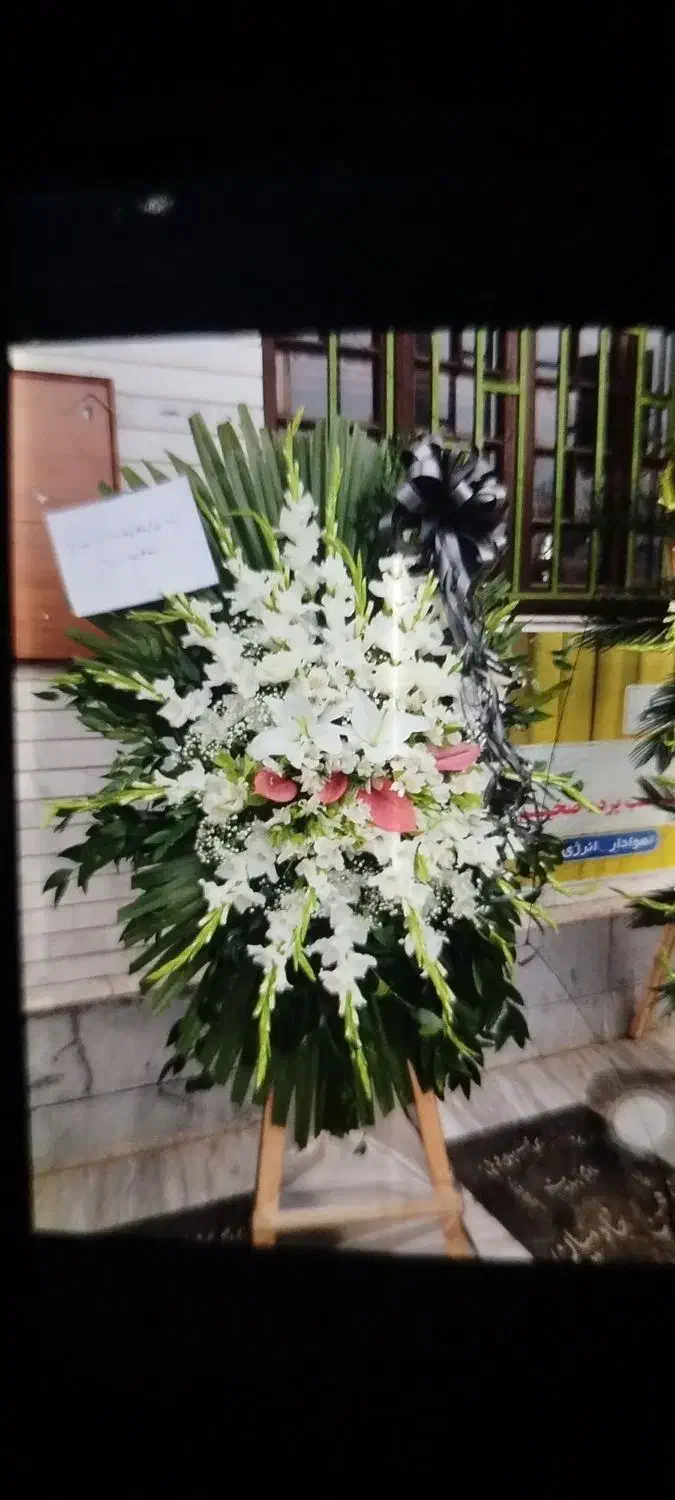 گلکده|گل و گیاه طبیعی|قائم‌شهر, |دیوار