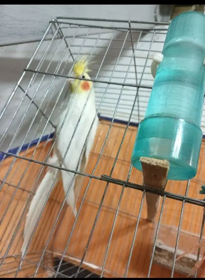 عروس هلندی نر|پرنده|گلستان (تهران), |دیوار