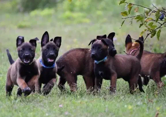 توله های مالینویز از نسل شجره دار|سگ|تهران, منیریه|دیوار