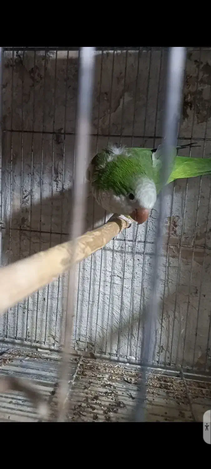 طوطی راهب سبز مولد|پرنده|محمدشهر, محمدشهر|دیوار