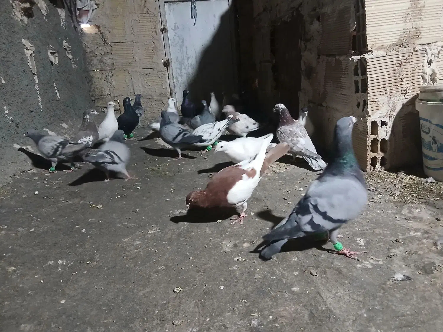 کفتر آلمانی بوم|پرنده|جلگه رخ, |دیوار