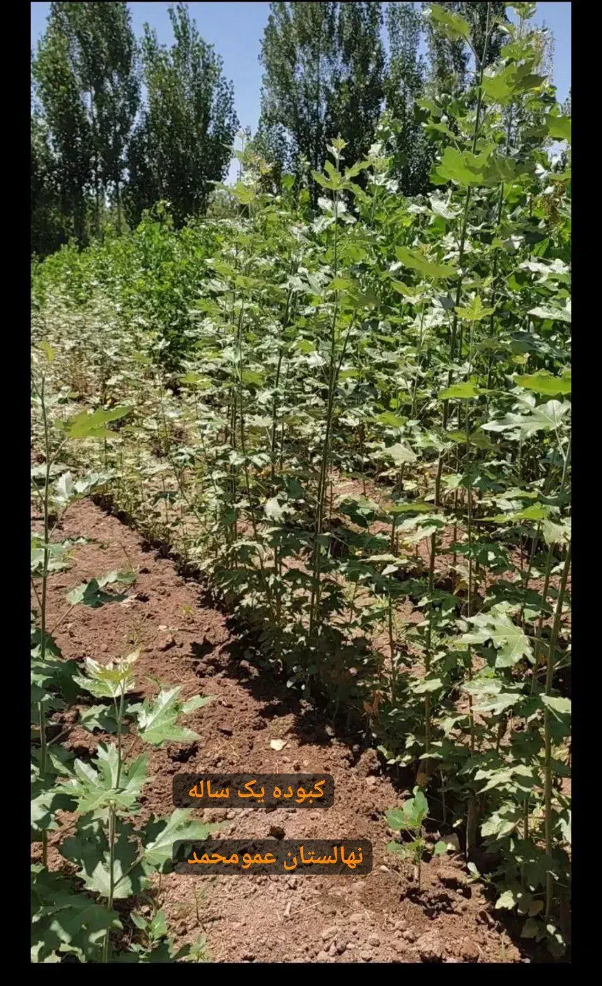 پسته پیوندی / صنوبر/ موندراپ/ فرانسیس|خدمات باغبانی و درختکاری|بیلوار, |دیوار