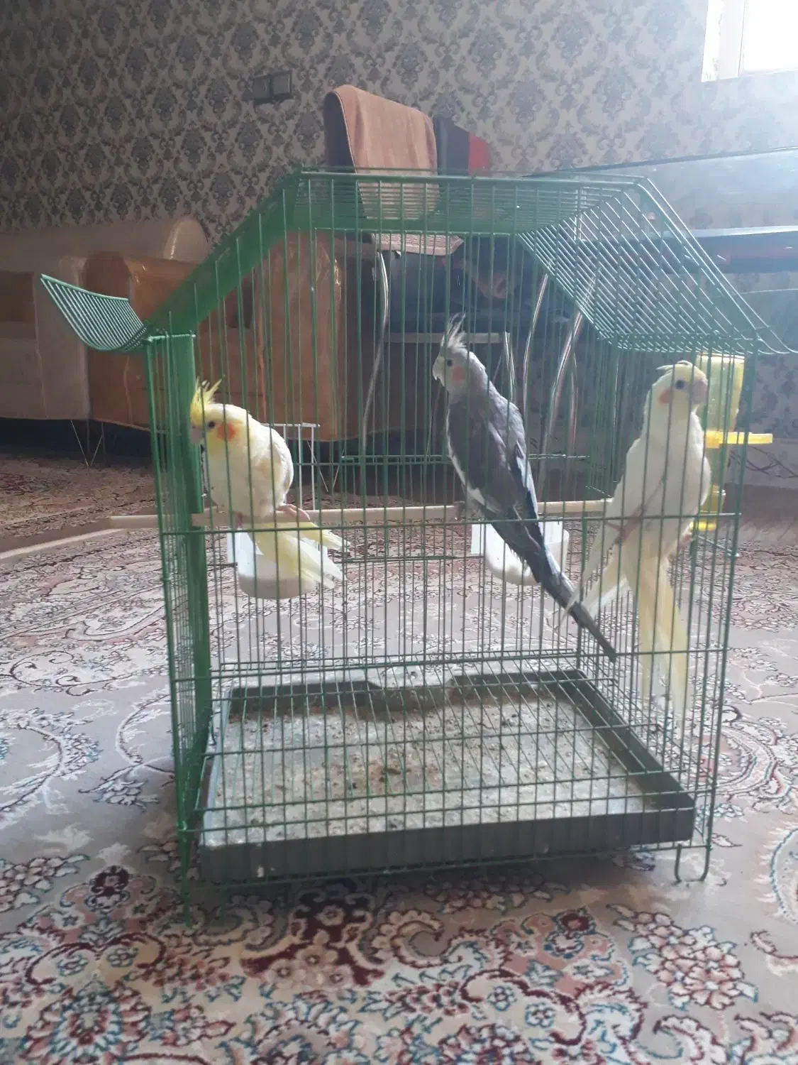 عروسی هلندی مولد|پرنده|بجنورد, |دیوار