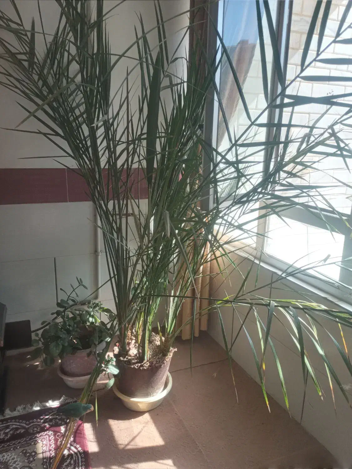 درخت موز و خرما|گل و گیاه طبیعی|تیران, |دیوار