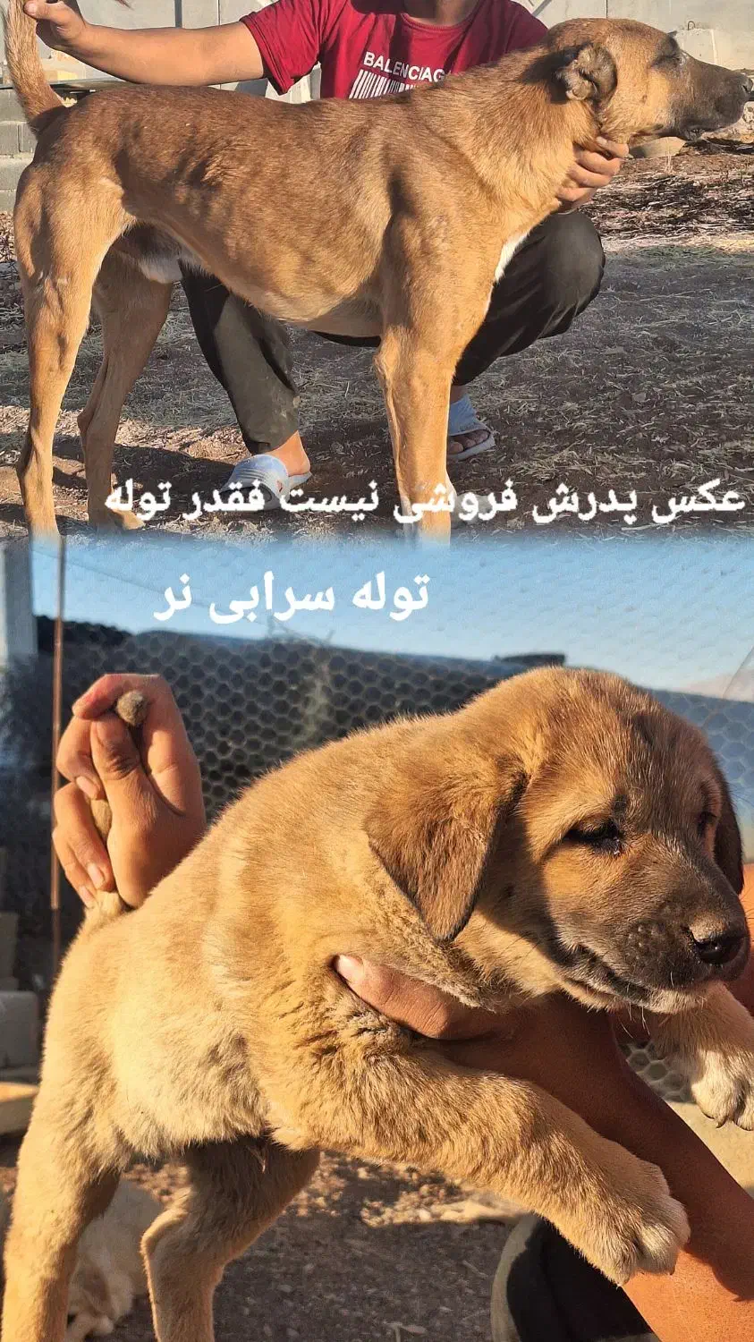 توله سرابی|سگ|کوزران, |دیوار
