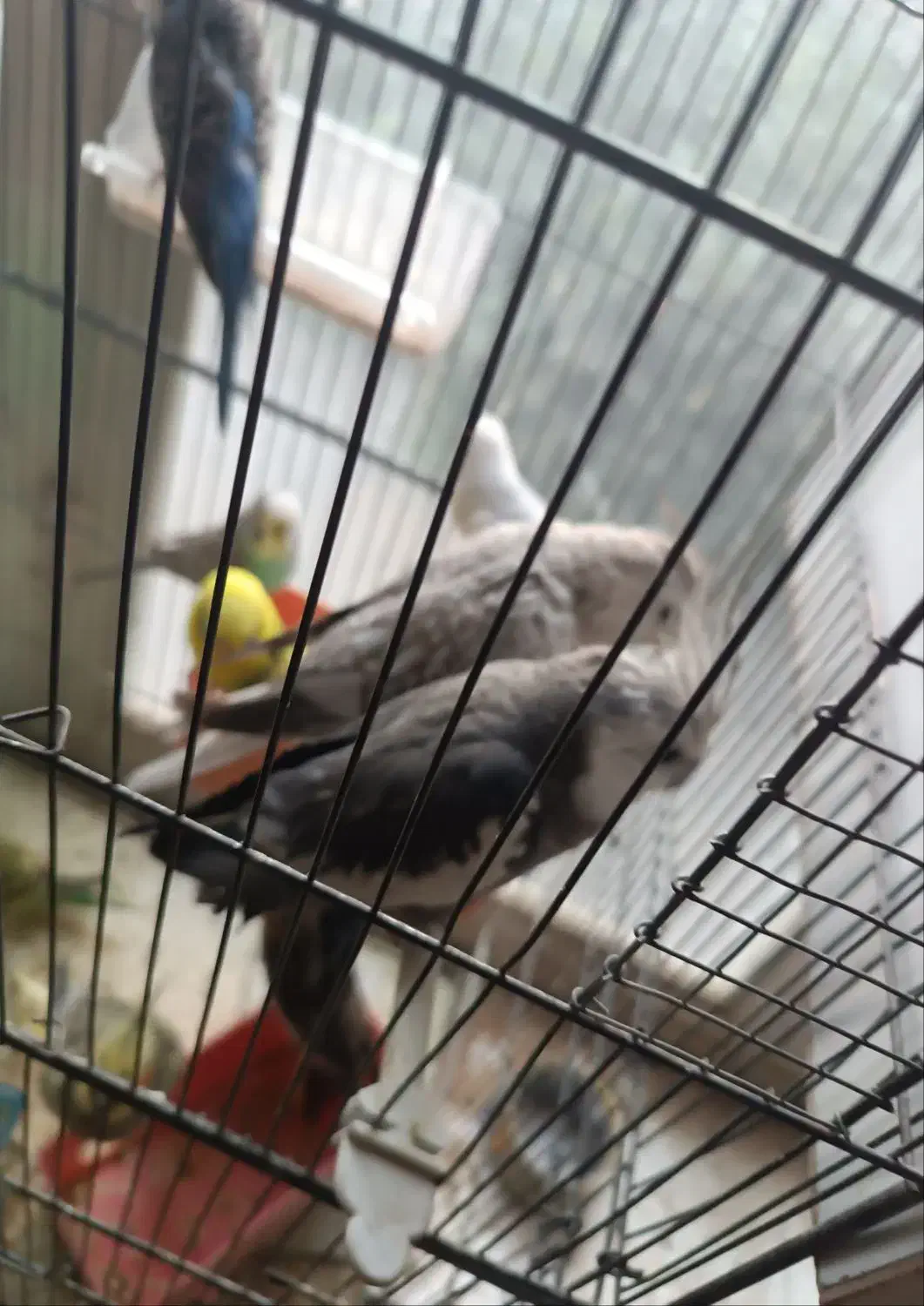 چند جفت عروس هلندی به فروش میرسد|پرنده|آذرشهر, |دیوار