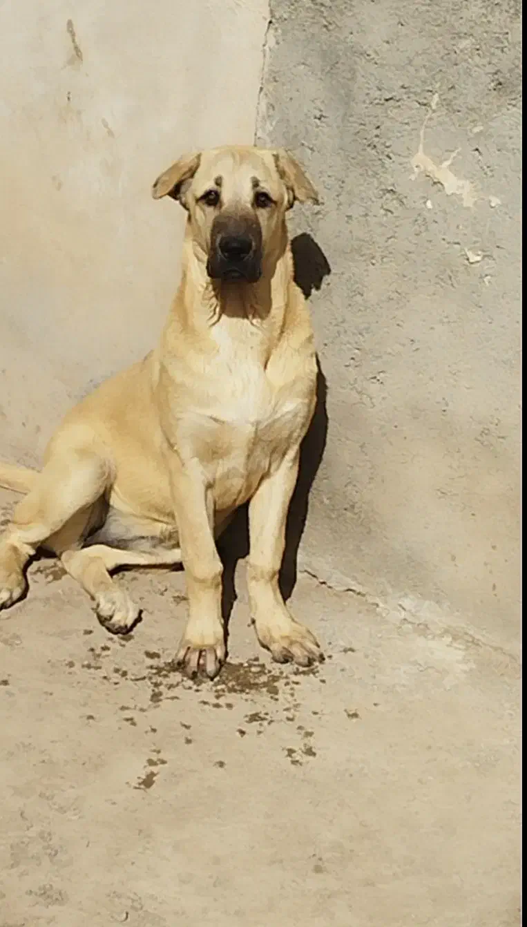 توله سگ پژدر|سگ|رباط‌کریم, رباط‌کریم|دیوار