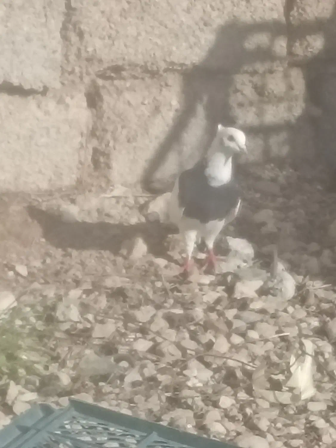 300|پرنده|خفر, |دیوار