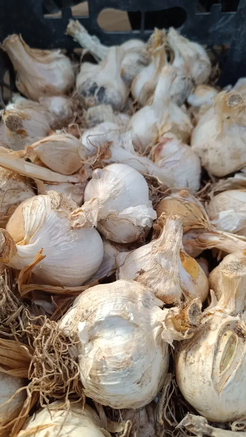 موسیر برا غذا و بذری برا کاشت|خوردنی و آشامیدنی|ساری, |دیوار