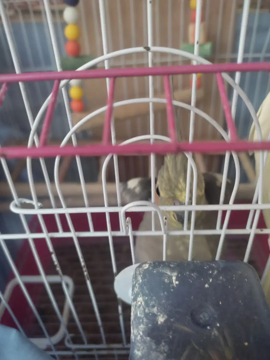 طوطی عروس هلندی|پرنده|بابل, |دیوار