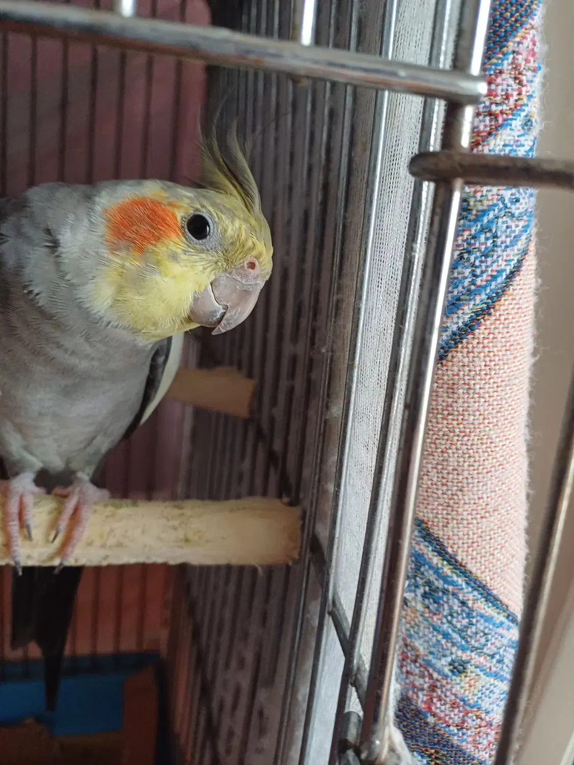 عروس هلنی نر|پرنده|رودسر, |دیوار