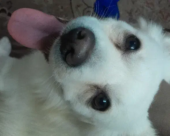 سگ نژاد اشپیتز|سگ|یزد, |دیوار