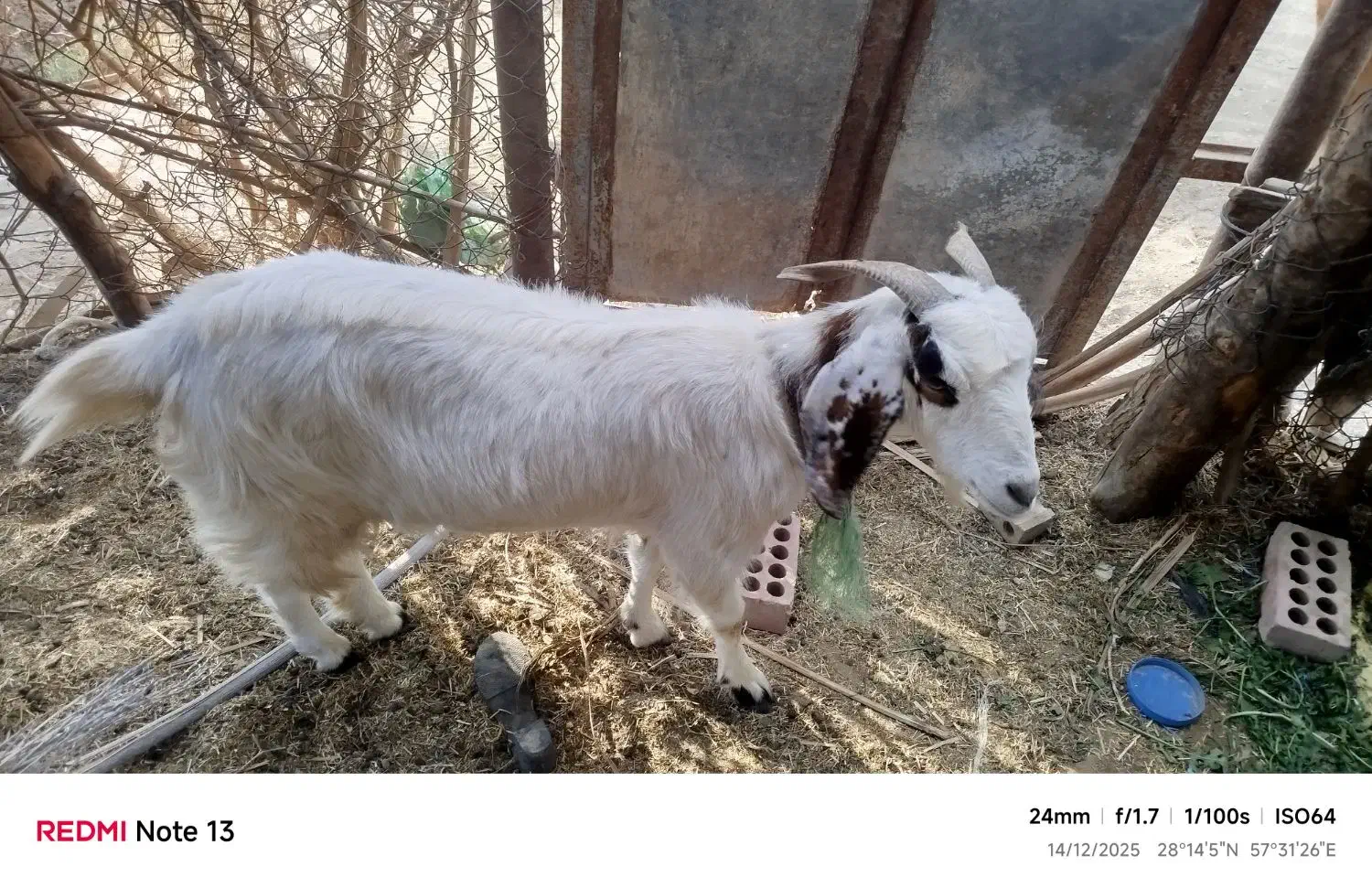 بز ابستن|حیوانات مزرعه|بلوک, |دیوار