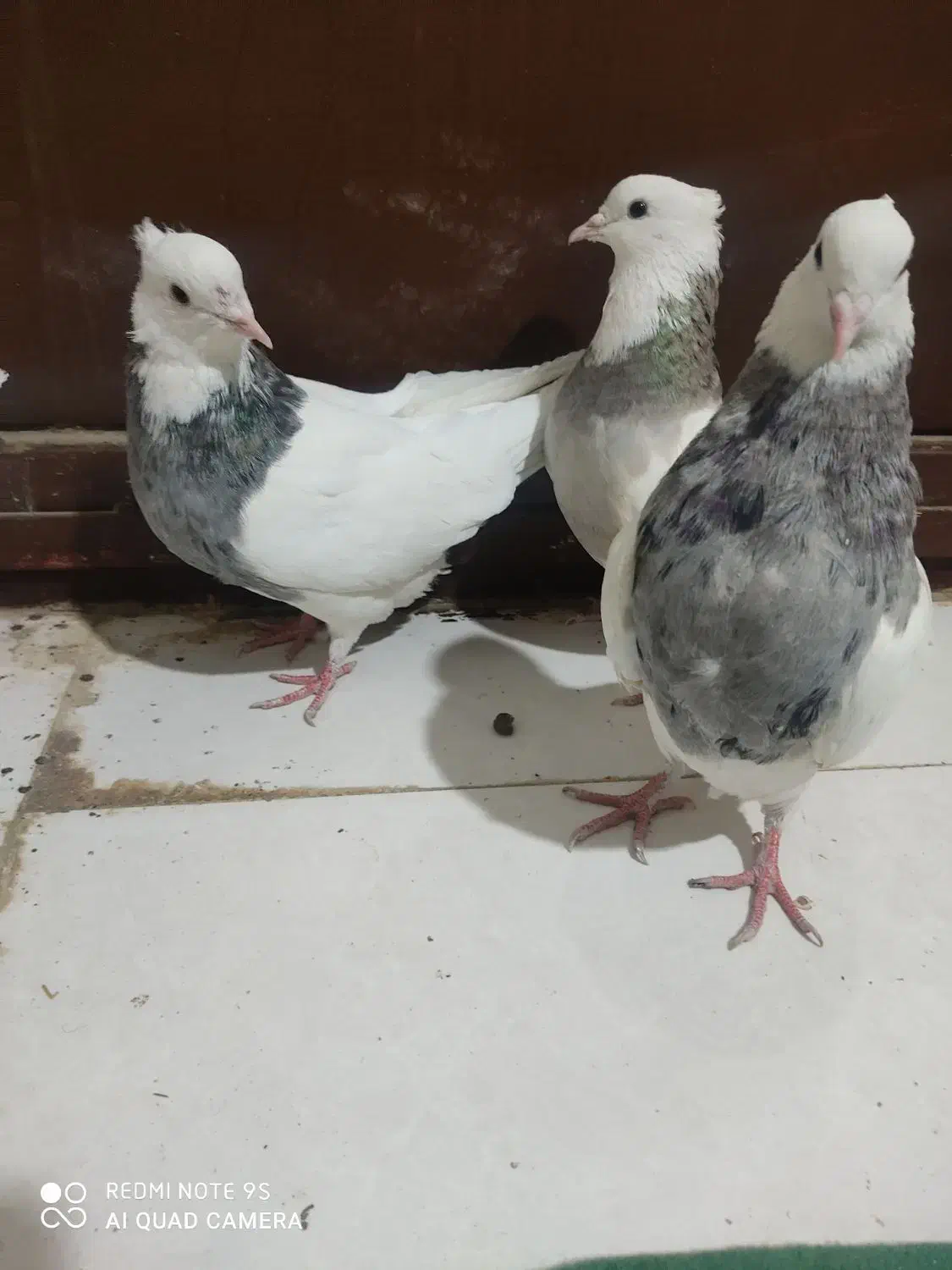 طوقی پاک|پرنده|ایوان, |دیوار