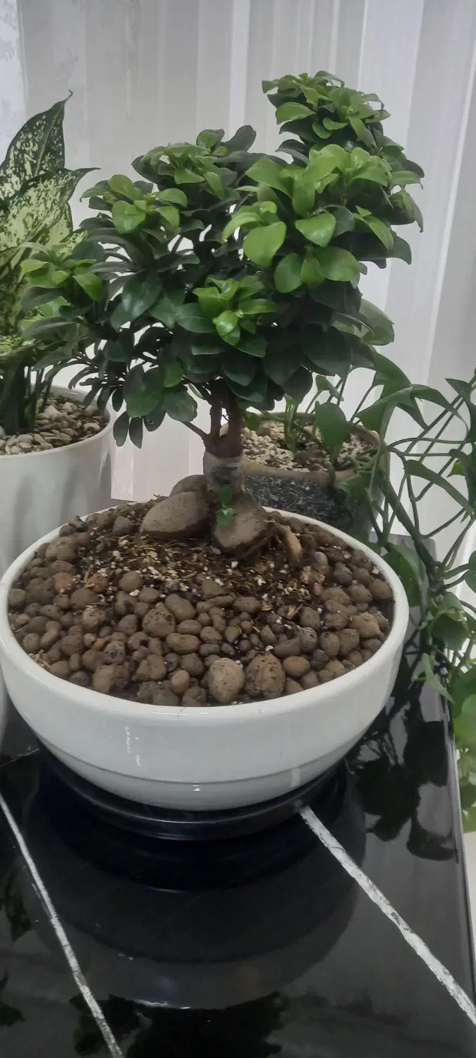 بونسای|گل و گیاه طبیعی|تهران, فلاح|دیوار
