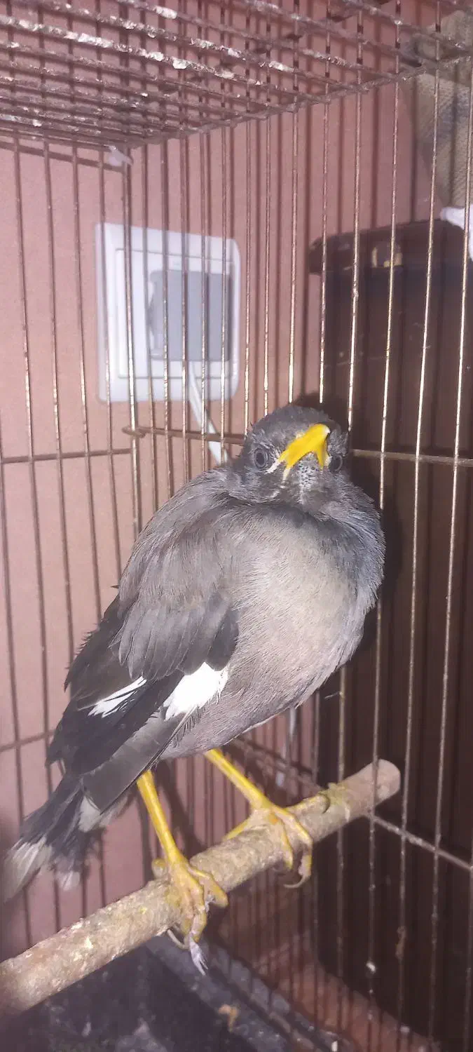 مینا دستی|پرنده|طرقبه, |دیوار