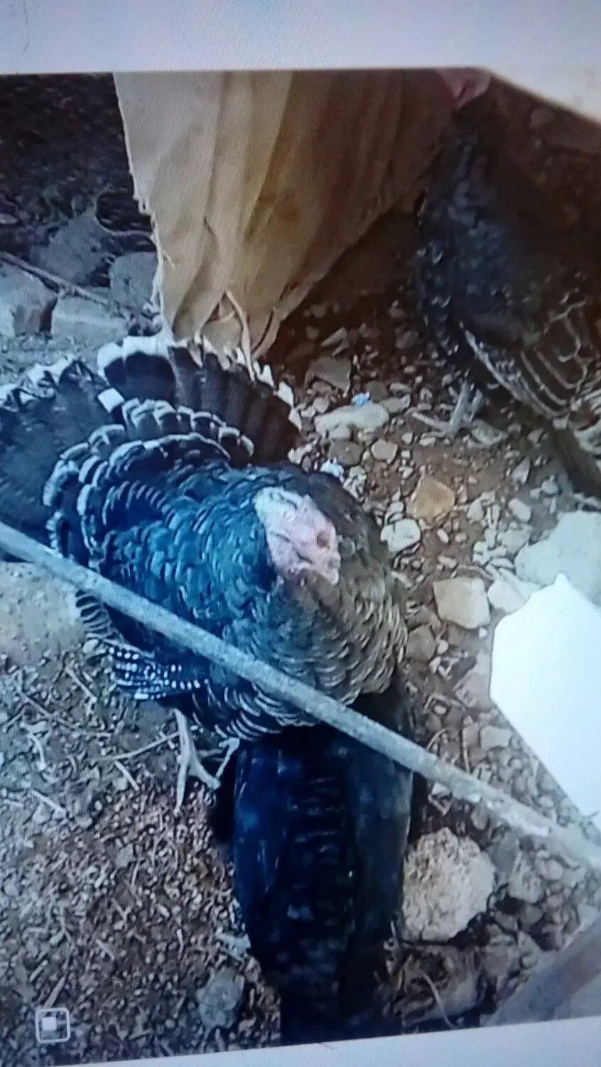 بوقلمون نر|حیوانات مزرعه|قوچان, |دیوار