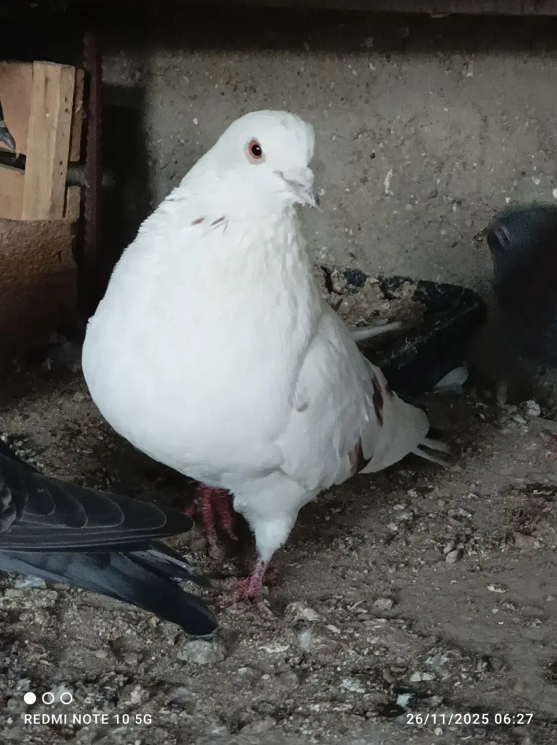 خالـپیس|پرنده|بندرعباس, |دیوار