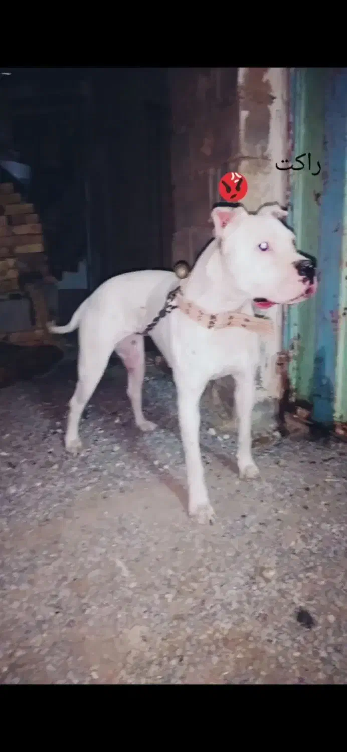 فروشی|سگ|تربت جام, میان جام|دیوار