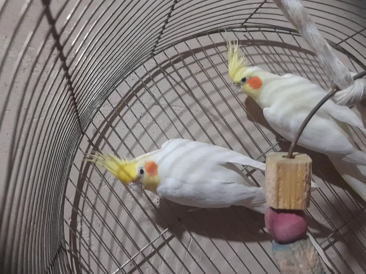 عروس هلندی|پرنده|ساوه, |دیوار