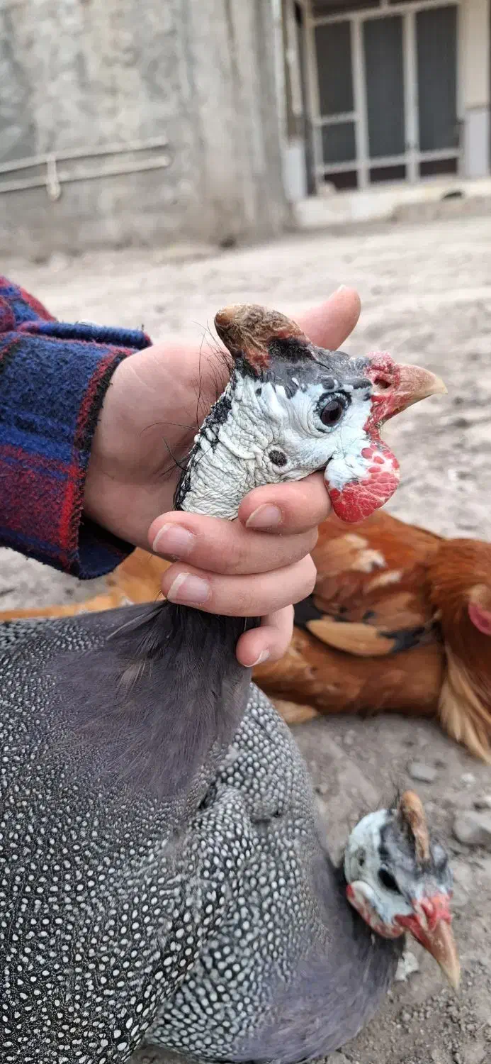 مرغ شاخدار و خروس دو رگه محلی و لاری|حیوانات مزرعه|مزرعه کتول, |دیوار