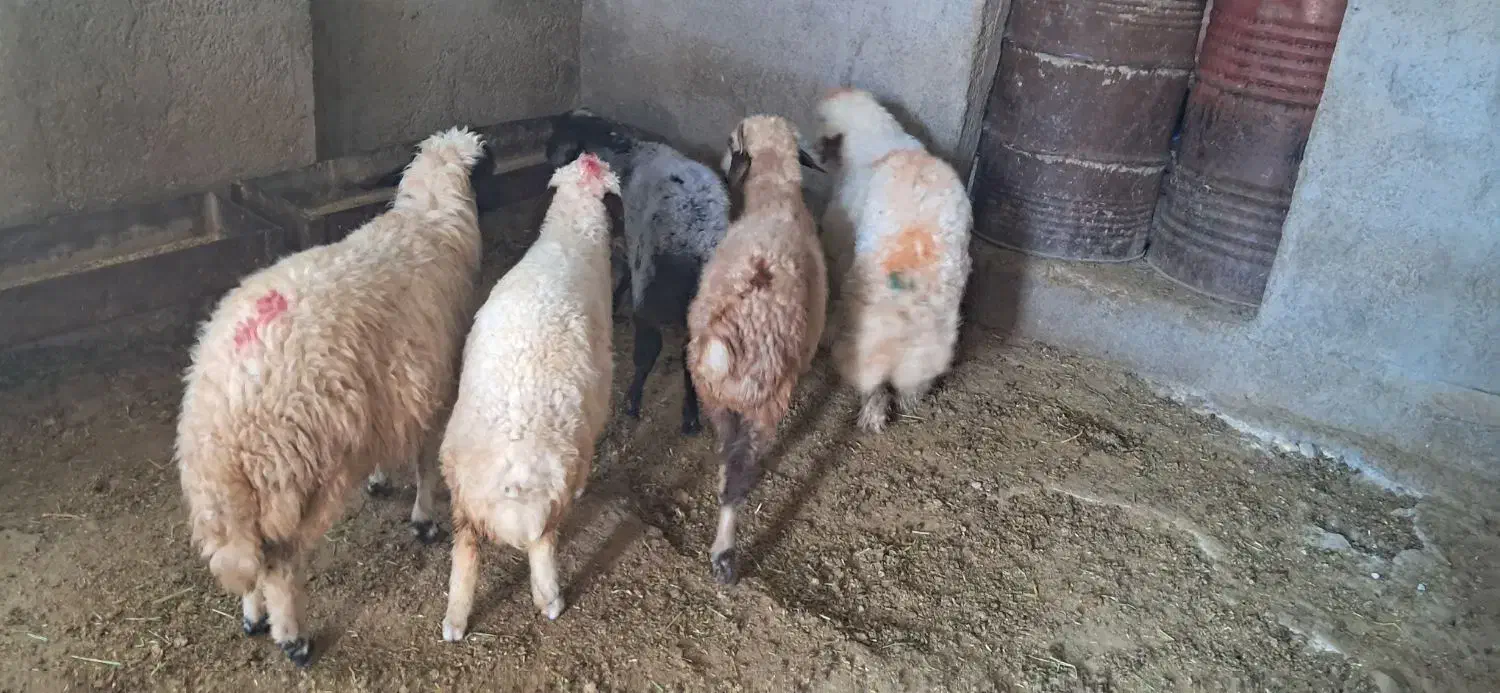 کاور|حیوانات مزرعه|سیوان, |دیوار