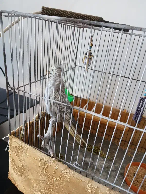 عروس هلندی نر|پرنده|گلپایگان, |دیوار