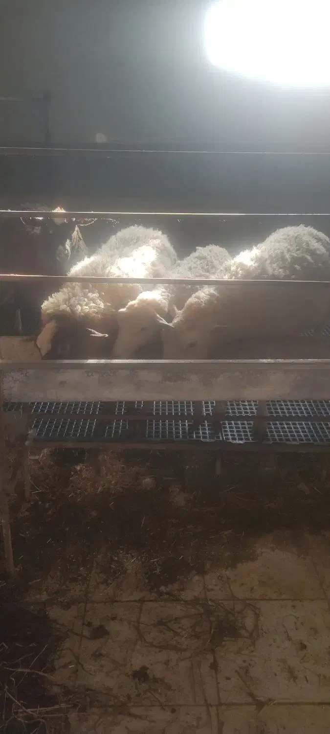 گوسفند رومن|حیوانات مزرعه|احمدسرگوراب, |دیوار