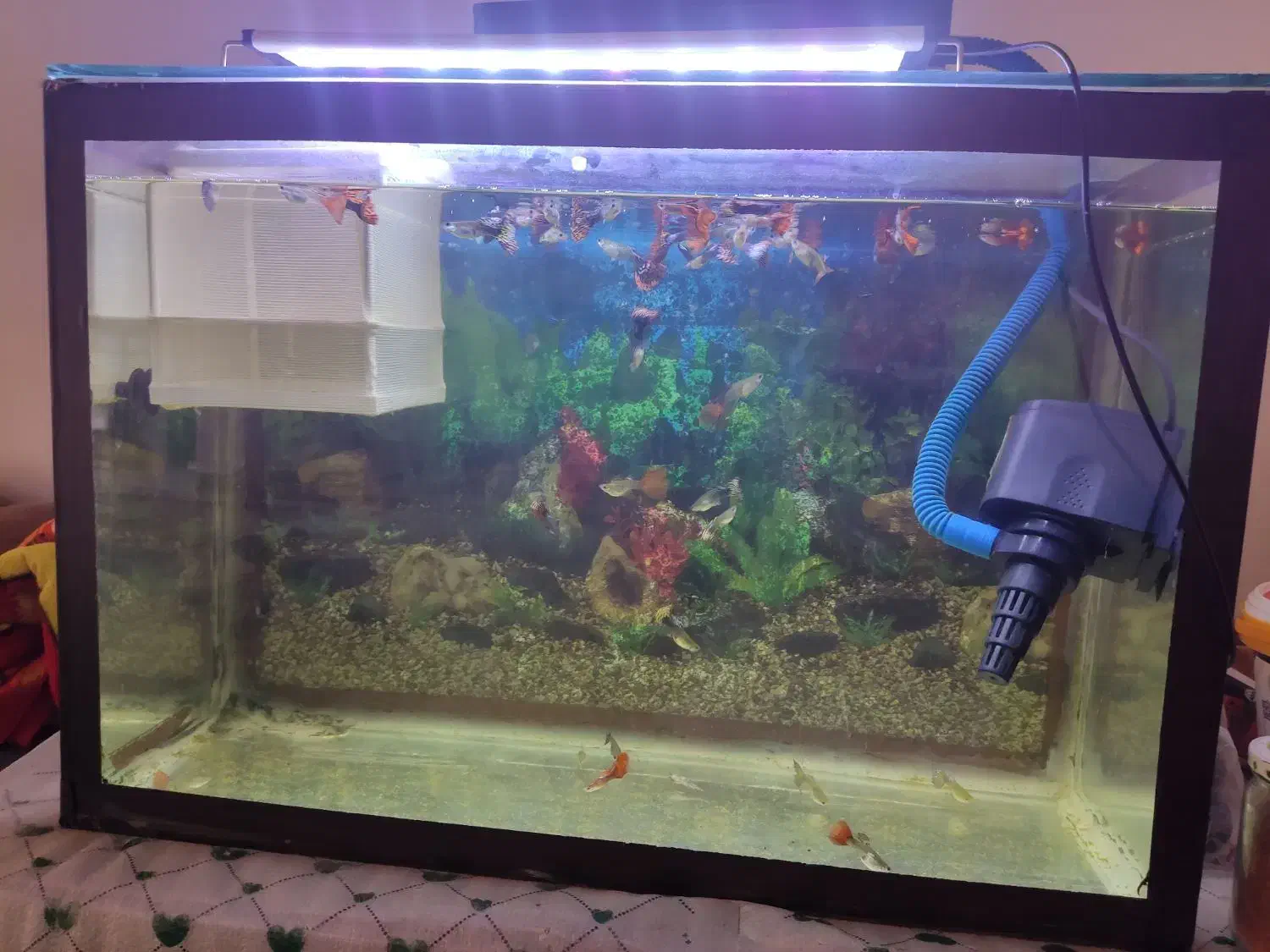 اکواریوم با ماهی|ماهی|شیراز, شهرک دارایی|دیوار