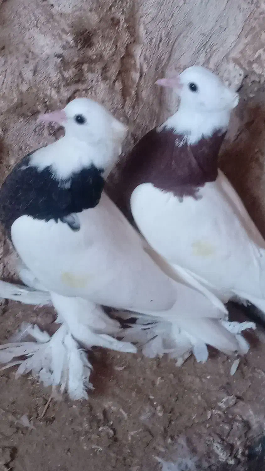 کفترطوقی|پرنده|زیرکوه, |دیوار