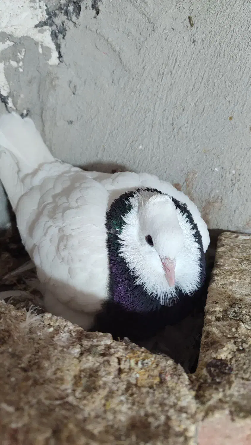 فروشی|پرنده|چوار, |دیوار