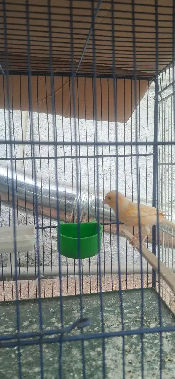 قناری نر|پرنده|سبزوار, پاسداران|دیوار