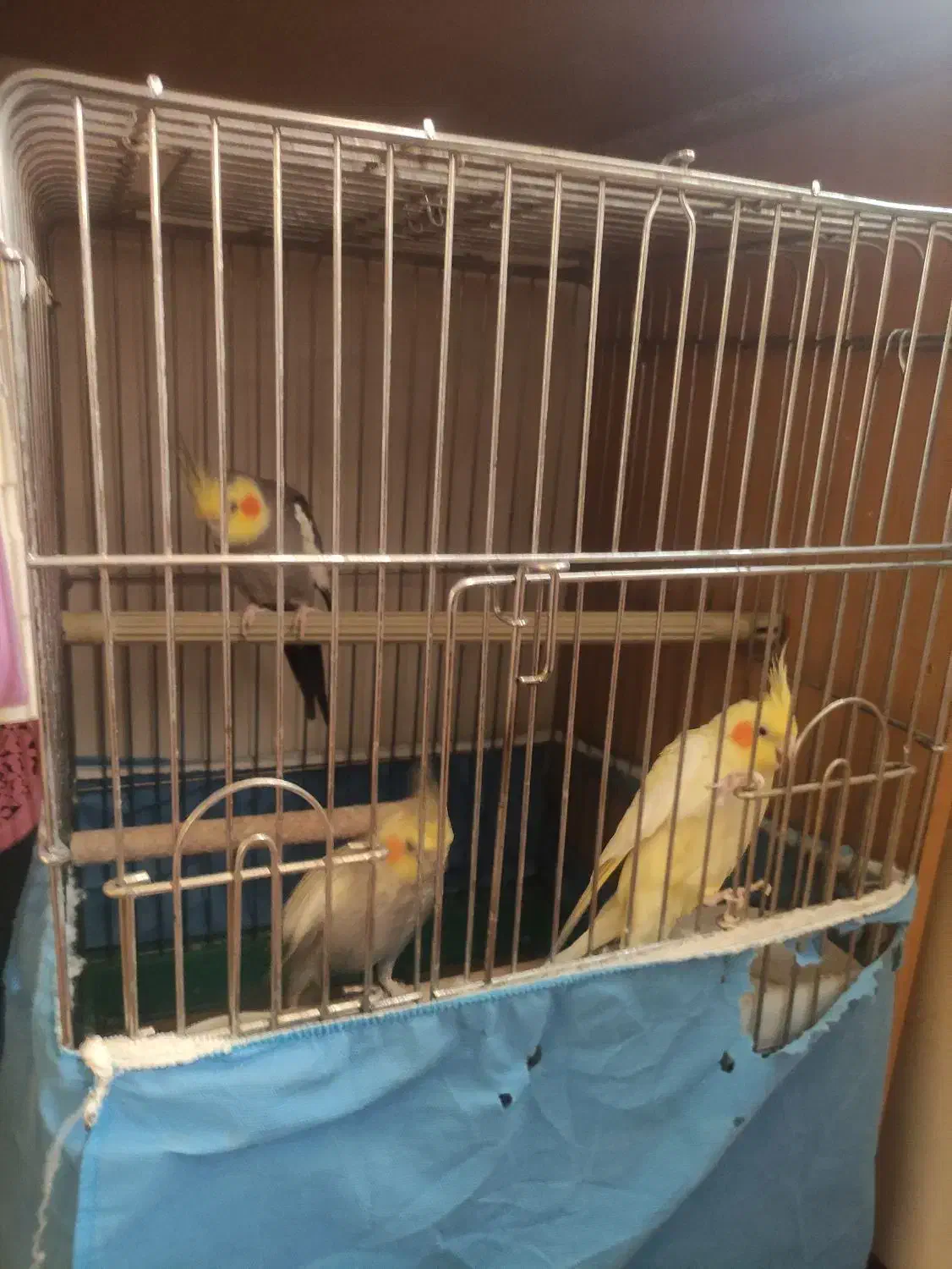 عروس هلندی|پرنده|تهران, هفده شهریور|دیوار