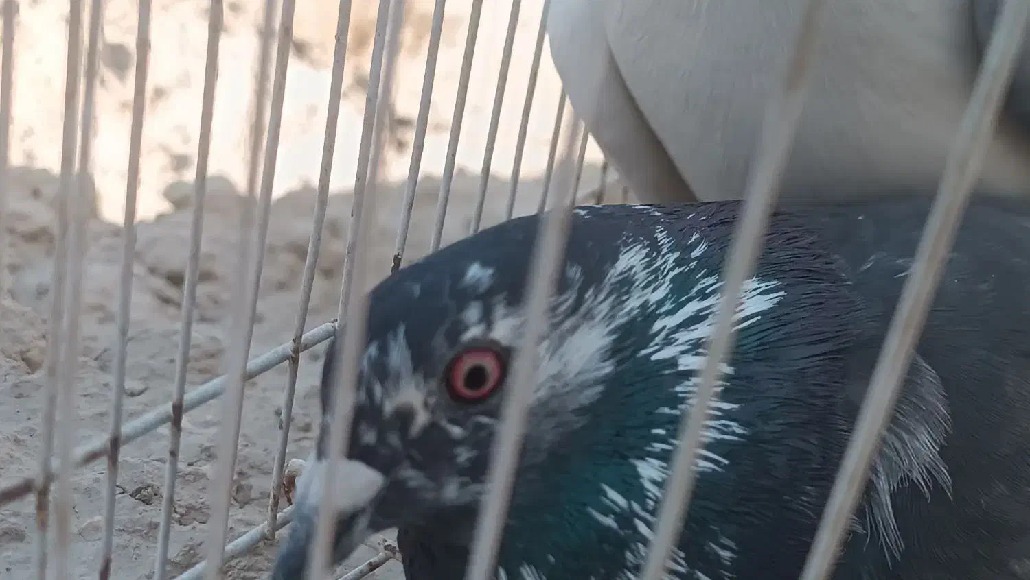 جفت کبوتر معاوضه|پرنده|زهک, |دیوار