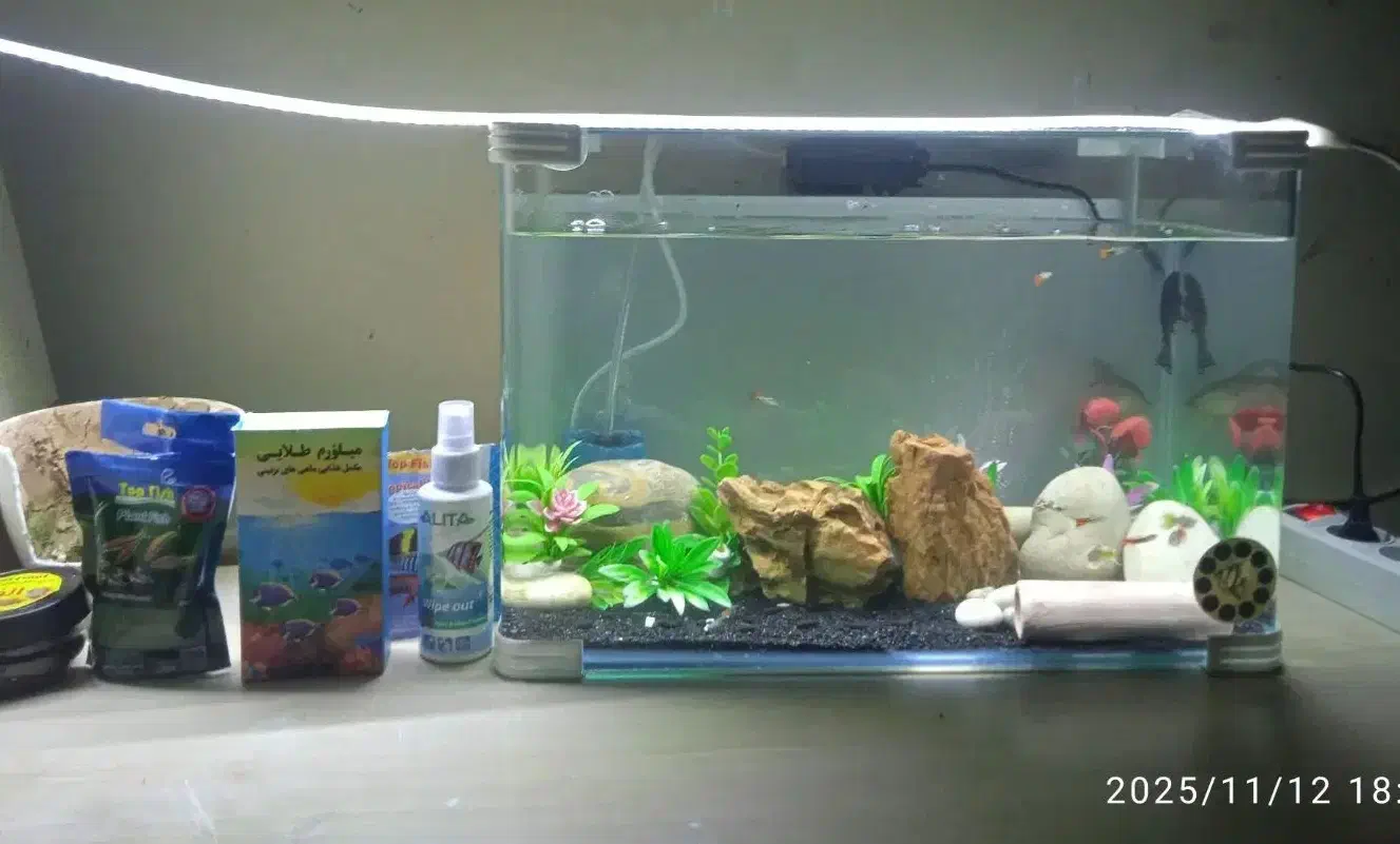 آکواریوم شرکتی و پمپ هوا تکمیل|ماهی|ایذه, |دیوار