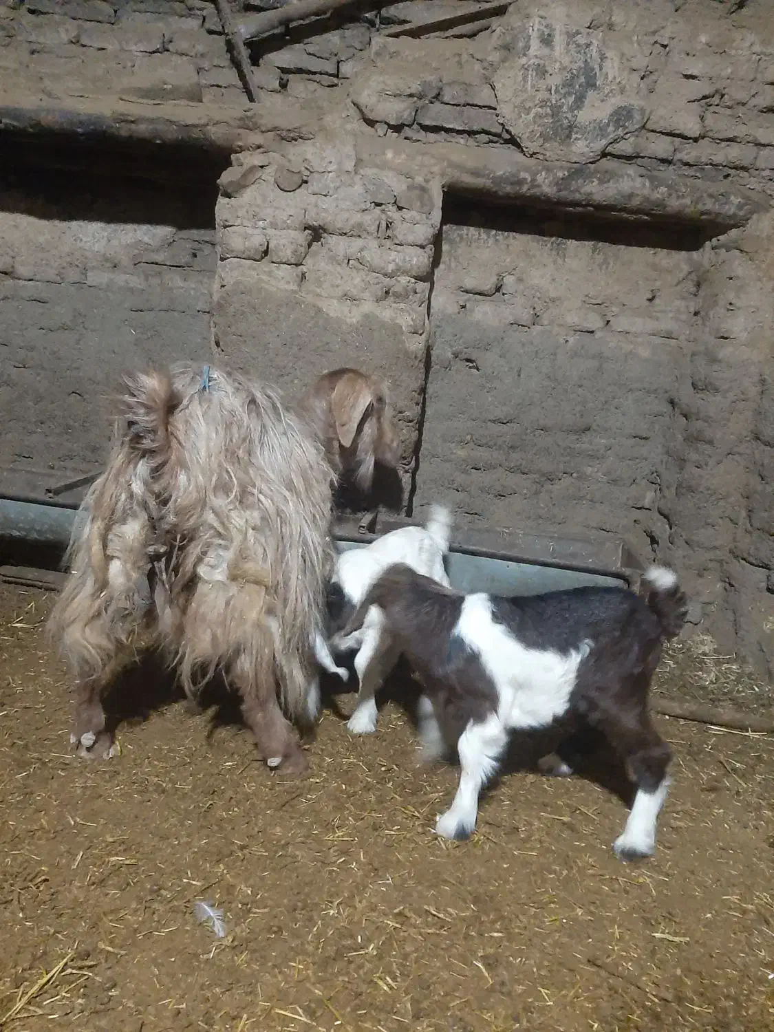 بزدوقلو زا لون سالم وشیرا|حیوانات مزرعه|بروجرد, |دیوار