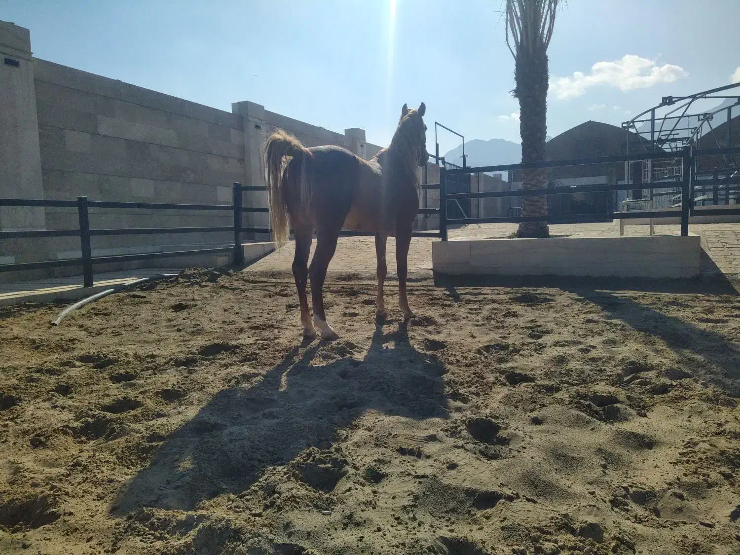 فروش تعدادی اسب سلطنتی|اسب و تجهیزات اسبسواری|خمینیشهر, |دیوار