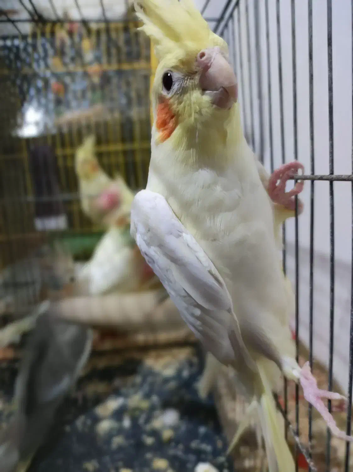 جوجه دو ماهه عروس هلندی لوتینو|پرنده|رشت, باهنر|دیوار