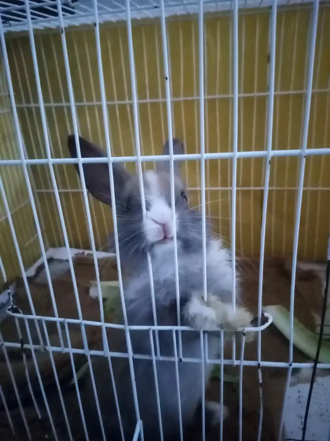 بچه خرگوش خوشگل و زرنگ|موش و خرگوش|سبزوار, قصبه شرقی|دیوار