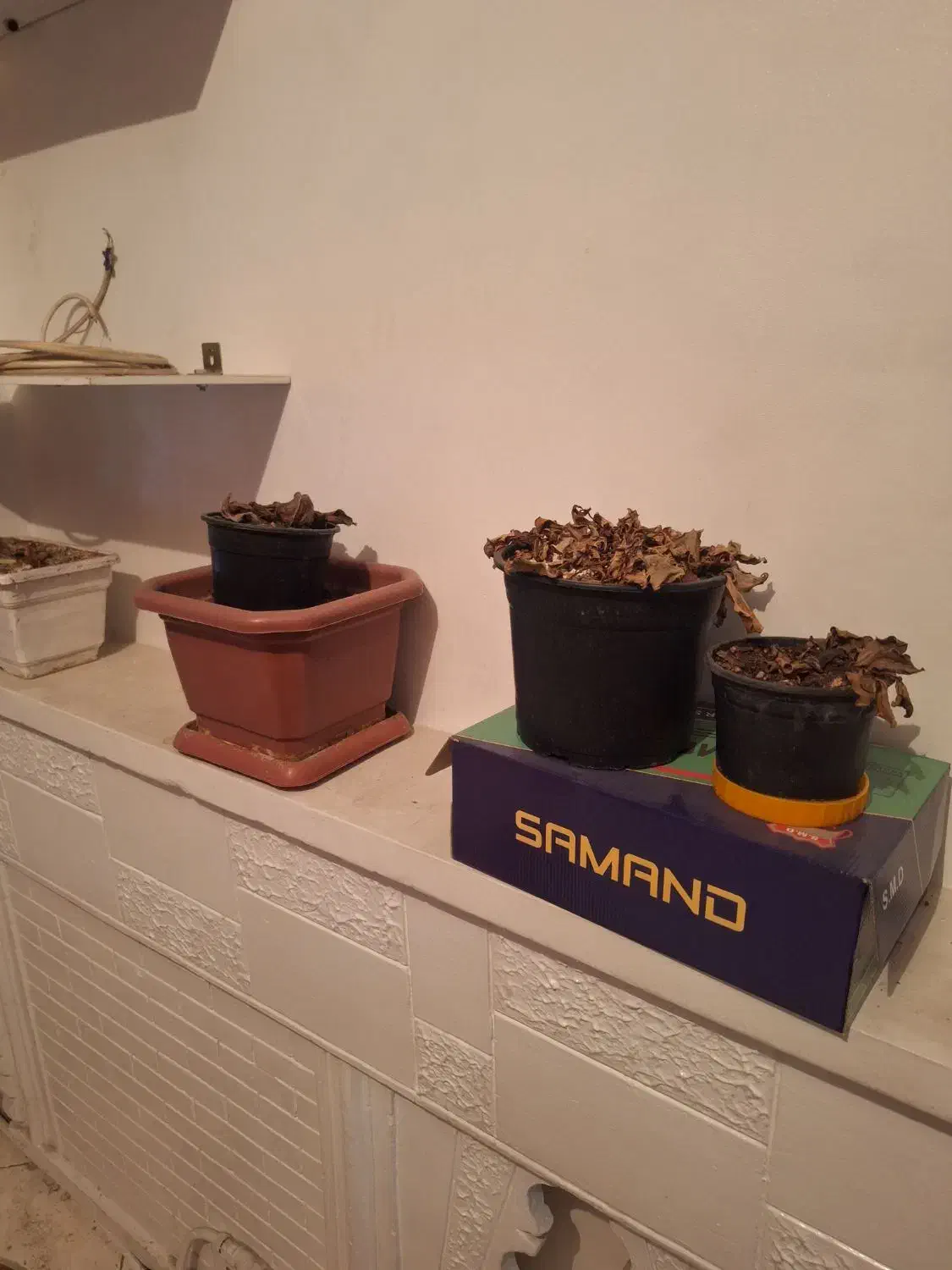 تعدادی گلدان بف فروش میرسد|گل و گیاه طبیعی|تهران, تسلیحات|دیوار