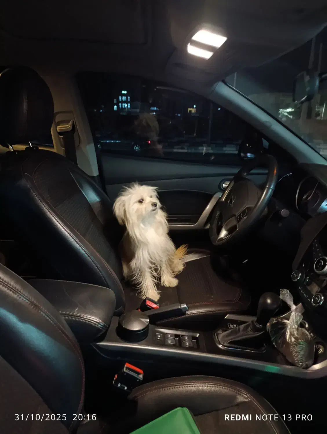 سگ فروشی|سگ|تایباد, |دیوار