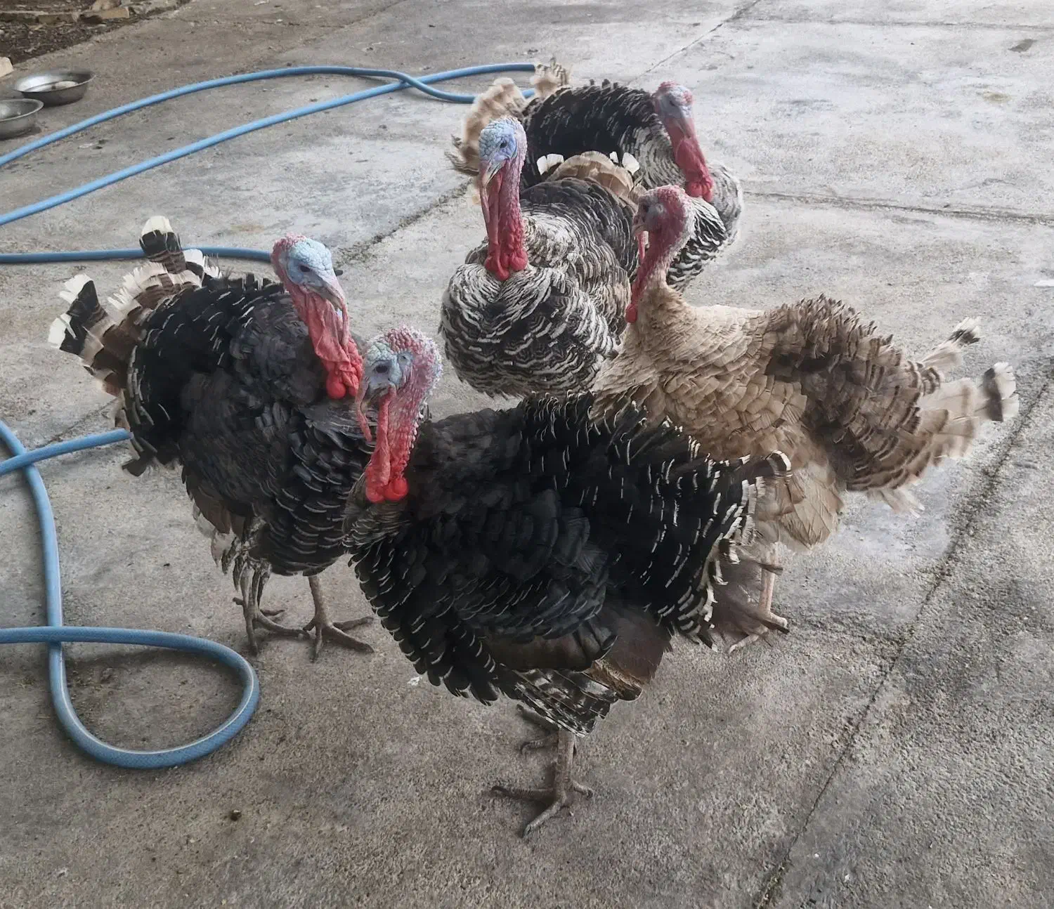 فروش بوقلمون ،با تخفیف پای معامله|پرنده|اندیمشک, |دیوار