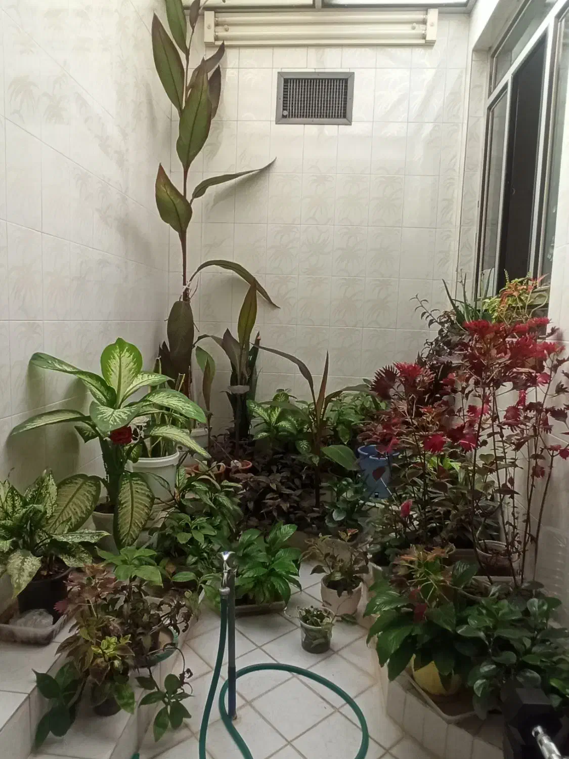 گل‌های طبیعی و زیبا|گل و گیاه طبیعی|نورآباد, |دیوار